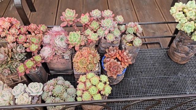 초보다육생활🌱봄맞이 준비물 ✨️손옹기처럼 키워 보기 《손옹기화분》 смотреть онлайн