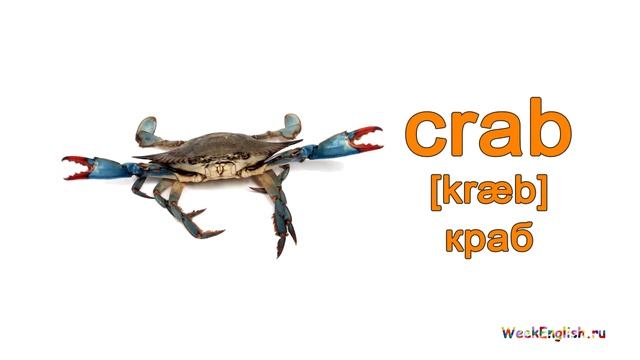 Морские животные на английском языке. English Vocabulary - Sea creatures смотреть онлайн