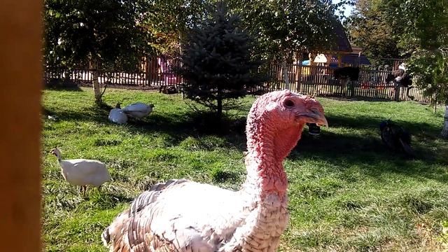 любопытный индюк ))) смотреть онлайн