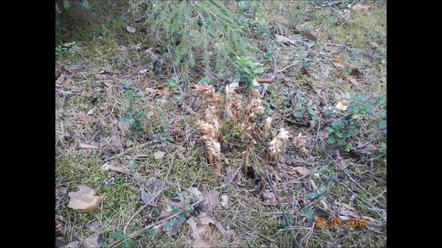 Как выйти из леса ? Если вы заблудились! ТОЛЬКО БЕЗ ПАНИКИ! смотреть онлайн