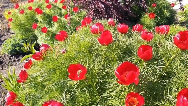 Цветение - Пиона узколистного ! ????? смотреть онлайн