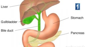 Желчный пузырь – это...