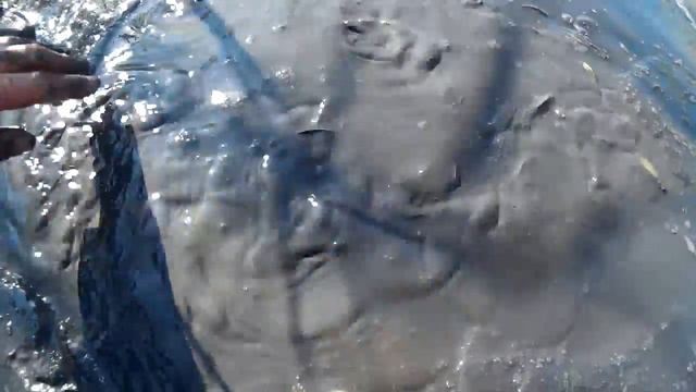 ✅Сколько рыбы в пересохшем водоёме смотреть онлайн