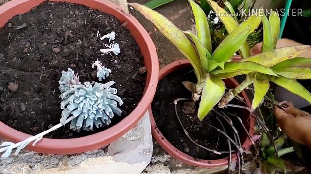 Replantando minha Echeveria runyonii "Topsy Turvy" 🌿👩🌾🤠 смотреть онлайн