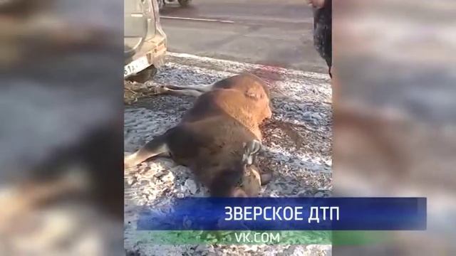 В Оренбурге ищут водителя сбившего лося смотреть онлайн