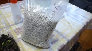 Мох на рассаде удалось победить! Важная подкормка эустомы перед пикировкой.