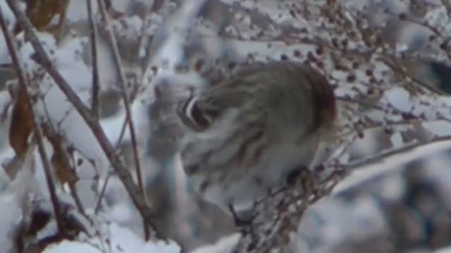 Птицы зимой, чечетка обыкновенная, Common Redpoll смотреть онлайн