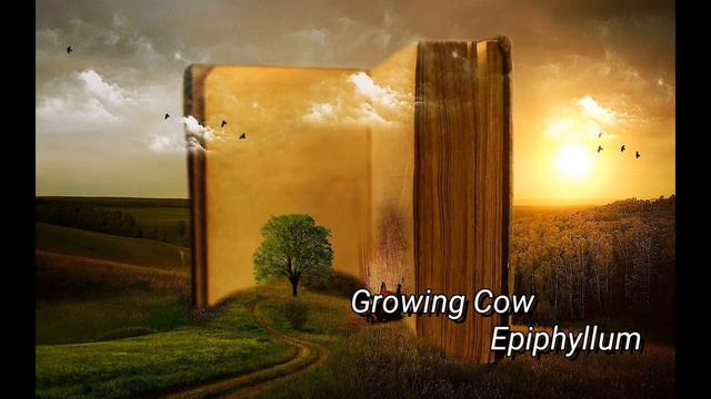 GrowingCow - Epiphyllum смотреть онлайн