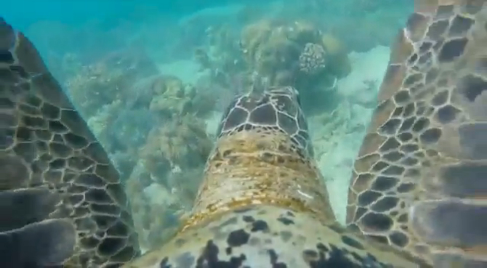 Путешествие по Большому Барьерному рифу вместе с черепахой смотреть онлайн