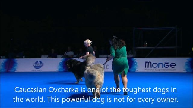 Best Guard Dogs Parade (5 Guard Dog Breeds at Russian Dog Show) смотреть онлайн