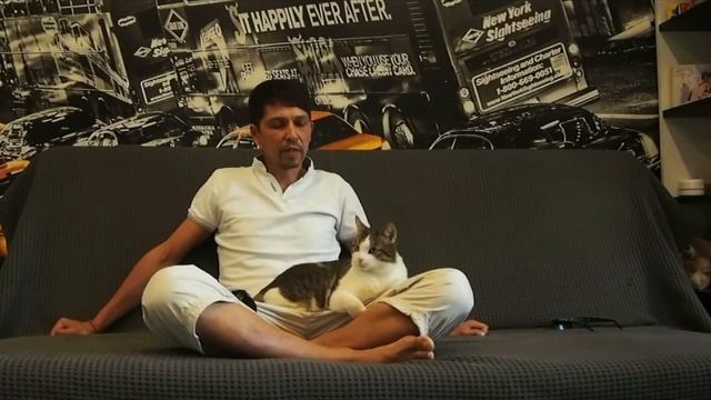 Как сберечь ремонт, мебель и нервы от своего кота смотреть онлайн