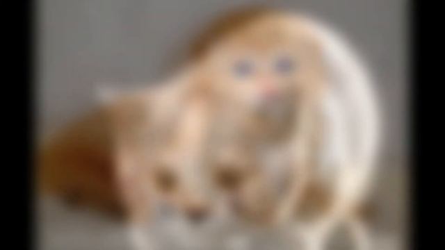 Cute Kittens 2\Котики-муркотики 2 смотреть онлайн