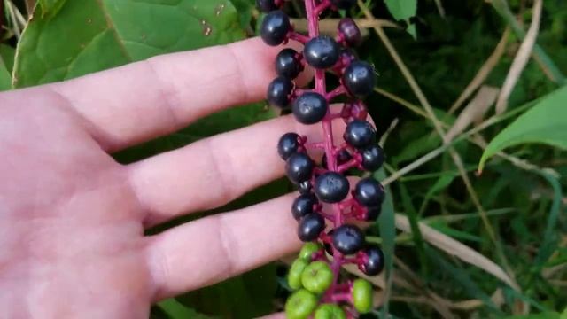 Wild berries!? Yummy! Wait... it's Poke weed - Phytolacca decandra смотреть онлайн