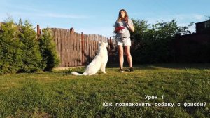 Урок 1 Как познакомить собаку с фрисби?
