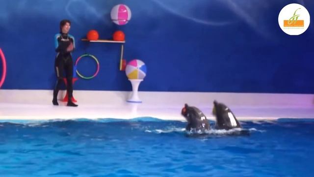 12 Interesting Places to Visit in Dubai with Kids?? смотреть онлайн