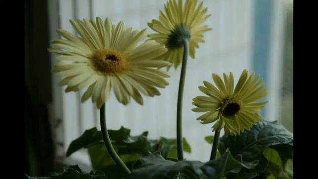 Как просыпается и засыпает Гербера смотреть онлайн