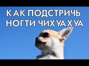 Как подстричь ногти чихуахуа, как подстричь ногти щенку, как подстричь ногти собаке