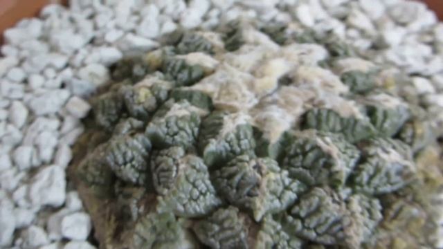 Ariocarpus fissuratus - Living Rock Cactus from Texas & Mexico смотреть онлайн