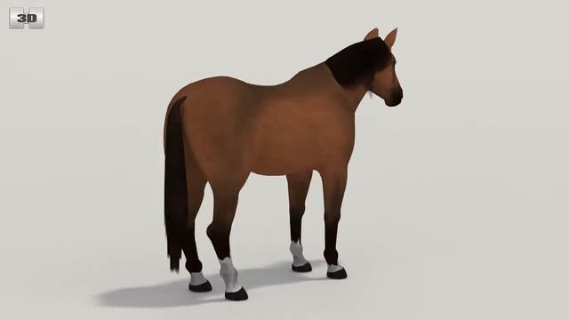 Thoroughbred (Equus Ferus Caballus) by 3D model store Humster3D.com смотреть онлайн
