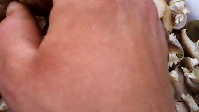 Mushrooms in the autumn! Опята осенью! смотреть онлайн