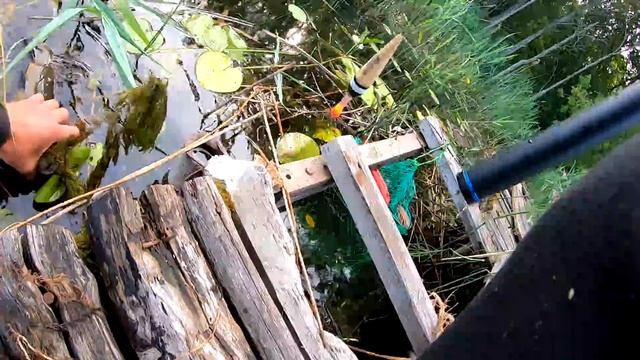 ЛОВИМ КРУПНЫХ ЛИНЕЙ на поплавок.РЫБАЛКА В ИЮЛЕ.Рыбалка ранним утром в камышах смотреть онлайн