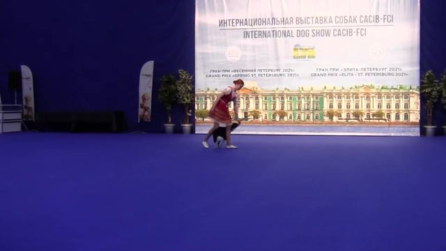 01 - Мордвинова Елизавета и бордер колли Прадас Хаус Гоу энд Вин (Арчи) смотреть онлайн