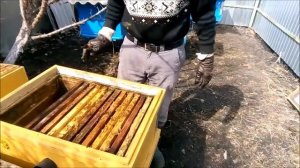 Деление пчелиной семьи на пол-лета весной.