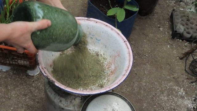 Ряска самый выгодный и полезный корм для кур несушек. смотреть онлайн