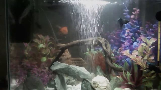 Золотые рыбки кометы, шубункины и петушки в одном аквариуме(эксперимент) смотреть онлайн