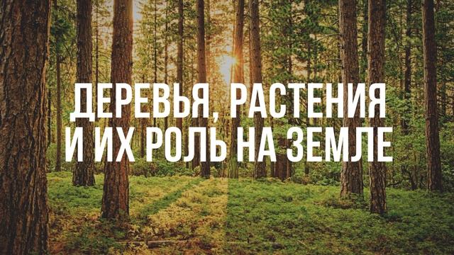 Деревья, растения и их роль на Земле (ченнелинг) смотреть онлайн