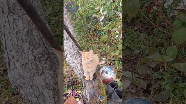 Кошачий менталитет ...#образование #осень2023 #подпишись смотреть онлайн