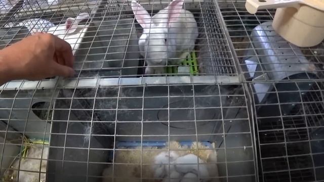 ЧТО ТАКОЕ ВЫХОД ИЗ ГНЕЗДА КРОЛЬЧАТ смотреть онлайн