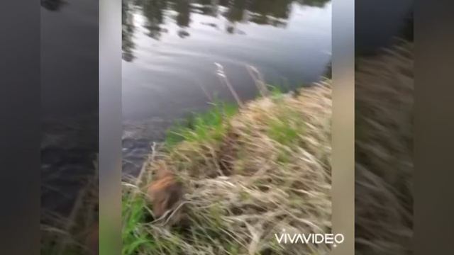 Шеркалы Природа Рыбалка Отдых Часть 1 смотреть онлайн