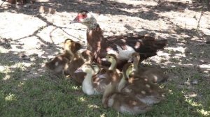 ПРОПАИВАНИЕ И ВЫРАЩИВАНИЕ ЦЫПЛЯТ С ПЕРВЫХ ДНЕЙ! СОВЕТЫ ПТИЦЕВОДА, ОПЫТ 60 ЛЕТ!