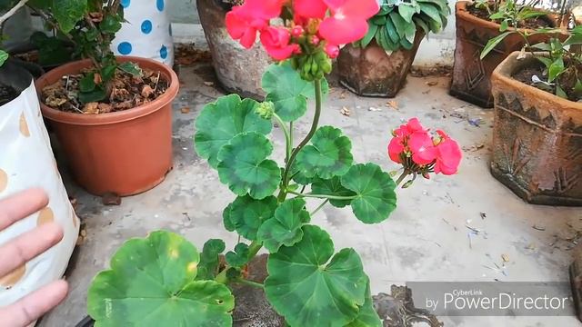 Beautiful Winter plant Geranium Plant In hindi. смотреть онлайн