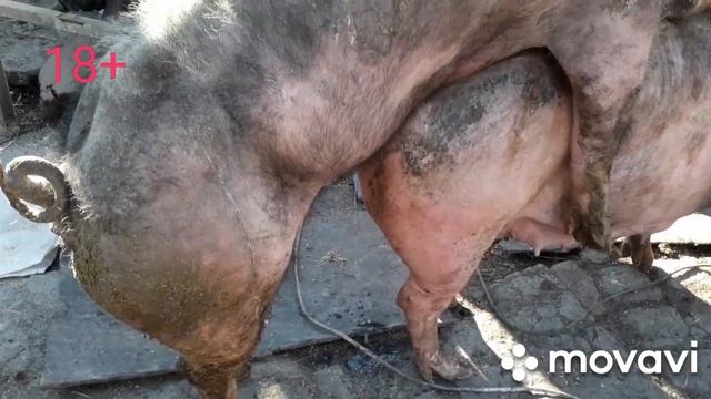 Случка свиней сваими хряками петрен смотреть онлайн
