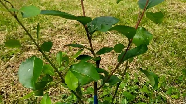 Необычные прививки на грушу смотреть онлайн