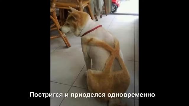 «Хозяин, за что?» 15 самых безумных стрижек собак и котов. смотреть онлайн