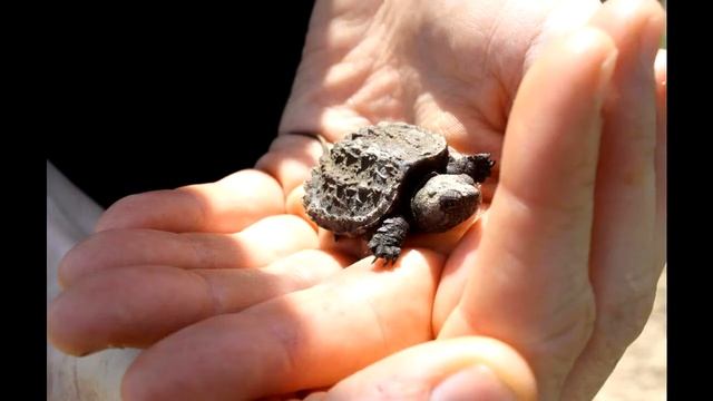 Мускусная черепаха. Образ жизни и среда обитания мускусной черепахи смотреть онлайн