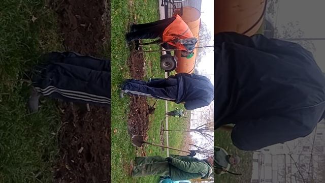 #радужный Часть 2.Садят Червоний Дуб.Красный дуб 20 деревьев посадили.На Озере Радунка. смотреть онлайн