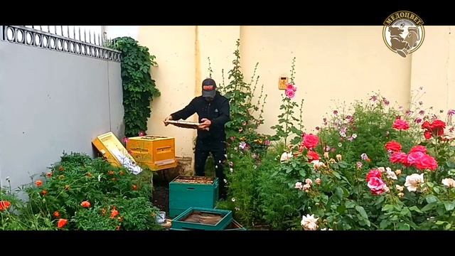 Пчелы в центре Москвы рядом с Кремлем смотреть онлайн