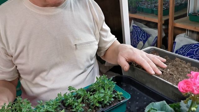 [Цветы] Результат черенкования калибрахоа в различных видах субстрата с корневином и без от 30.12.2 смотреть онлайн