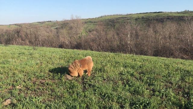 Чау-чау кувыркается в траве. Персей (3 года) смотреть онлайн