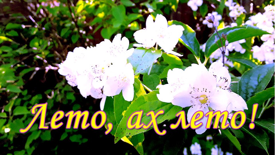 Лето, ах, лето! (gifmix видео) смотреть онлайн