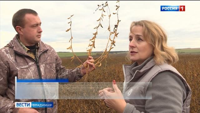 Фермеры из Юрьев-Польского района впервые решили посадить вместо пшеницы сою смотреть онлайн