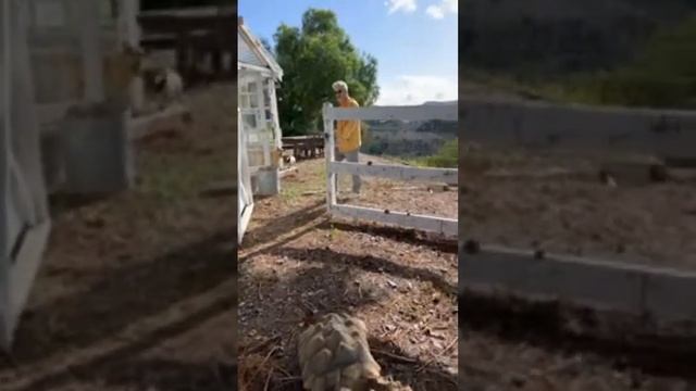 Badly Abused & rescued 18 year old ? GRUMPY LUMPY rehomed to a huge Ranch! Streamed Live! ??❤️? смотреть онлайн