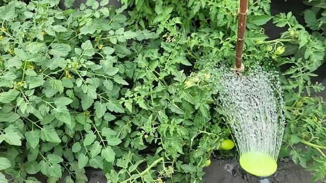 СРОЧНО дайте это ЛЕТОМ Томатам, Огурцам и Перцу они сразу обильно заплодоносят, повысят урожай