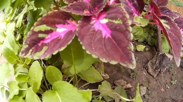 Бордовый колеус с ярко-розовой серединкой и зелёными краями на листьях смотреть онлайн