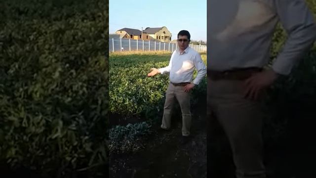 Опытное поле. "Арахис" смотреть онлайн