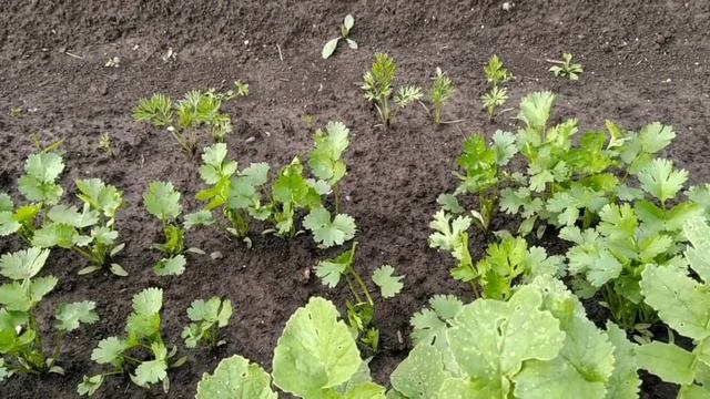 Как защитить редис от вредителей/Необычный способ посадки редиса! Наблюдение от Искры! смотреть онлайн